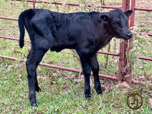 JJ Franci Pants x Knight's Templar bull calf