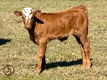 JJ KNIGHT'S TEMPLAR X JJ LUCKY SHOT bull calf