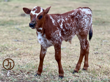 JAG'S SWEETHEART bull calf